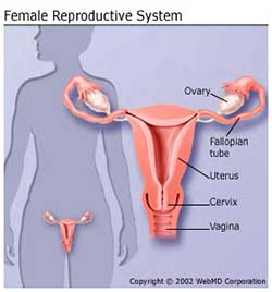 Symptoms Diagnosis And Treatment For Ovarian Cancer Rocky Mountain Gynecologic Oncology